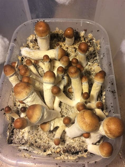 How to grow penis envy mushrooms - Where Do Penis Envy Mushrooms Grow? Just like their regular Psilocybe cubensis counterparts, Penis Envy mushrooms thrive in subtropical and tropical …